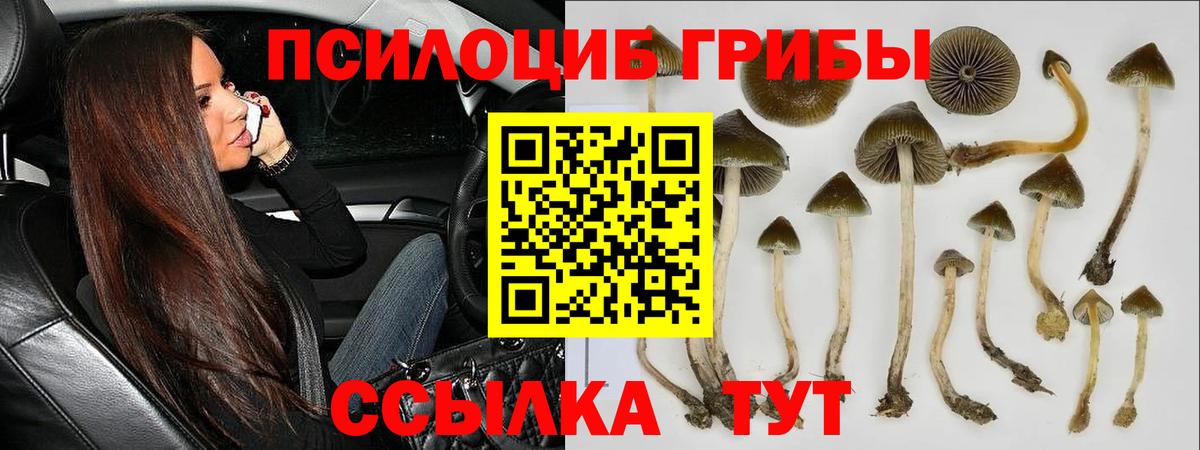Псилоцибиновые грибы Cubensis Пушкино